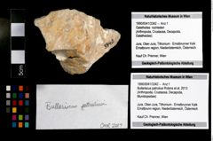 Foto (Objekt + Etikett) von Bullariscus patruliusi (Robins et al., 2013)  (NHMW-GEO-1990-0041-3342)